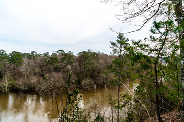 A stroll through thee woods
