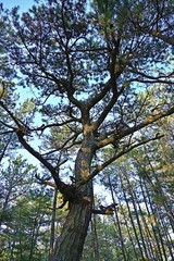 立派な松の大木