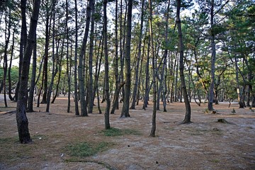 キレイに整備された松林の公園情景