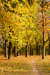 Naklejka premium Public park landscape 