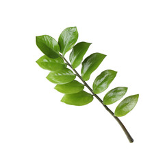 Tropical zamioculcas plant branch with leaves isolated on white