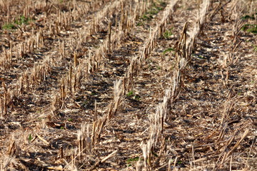 Local cornfield left with small densely planted sticks after harvest surrounded with dry husks on warm sunny day