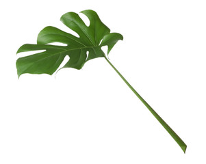 Leaf of tropical monstera plant isolated on white © New Africa