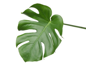 Leaf of tropical monstera plant isolated on white © New Africa