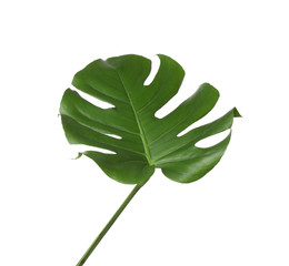 Leaf of tropical monstera plant isolated on white © New Africa