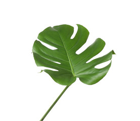 Leaf of tropical monstera plant isolated on white © New Africa
