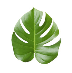 Leaf of tropical monstera plant isolated on white