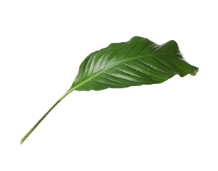 Obraz premium Leaf of tropical spathiphyllum plant isolated on white