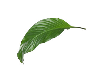Leaf of tropical spathiphyllum plant isolated on white