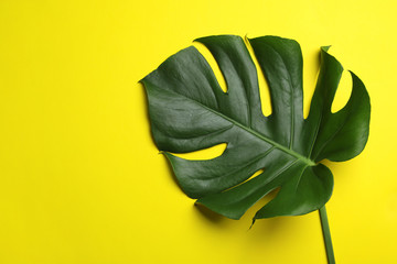 Fototapeta na wymiar Leaf of tropical monstera plant on color background, top view with space for text