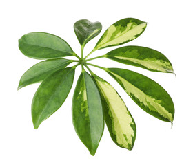 Obraz premium Leaf of tropical schefflera plant on white background