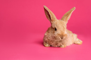 Adorable furry Easter bunny on color background, space for text