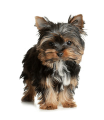 Cute Yorkshire terrier puppy on white background. Happy dog