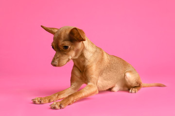 Cute toy terrier on color background. Domestic dog