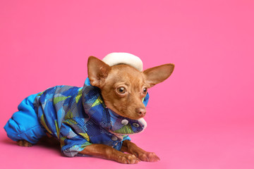 Cute toy terrier in warm clothes on color background. Domestic dog