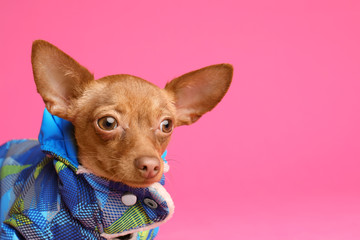Cute toy terrier in warm clothes on color background, space for text. Domestic dog