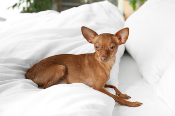 Cute toy terrier on bed. Domestic dog