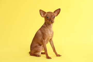 Cute toy terrier on color background. Domestic dog
