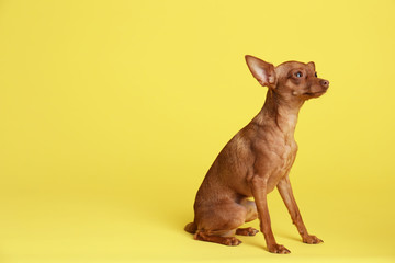 Cute toy terrier on color background, space for text. Domestic dog