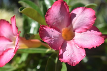 Fototapeta na wymiar Deep Pink Flower Macro