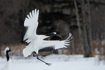 Red-crowned crane landing in Kushiro city, Hokkaido, Japan