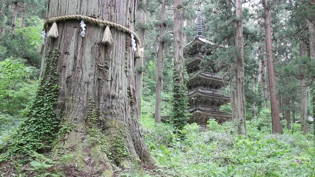 爺杉と国宝羽黒山五重塔
