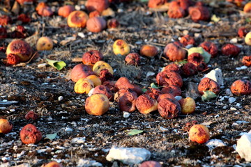 Many partially and fully rotten yellow apples fallen from near tree on ground and left to rot surrounded with dry grass and small rocks in local garden at sunset