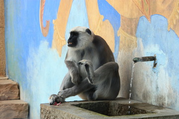 Affen im Zoo Hannover