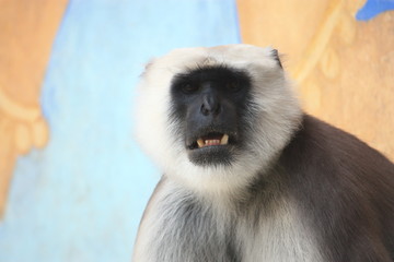 Affen im Zoo Hannover