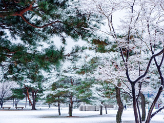 Seoul Park in South Korea in Winter and Snow