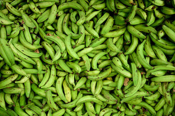 Large pile of freshly harvested raw green Colombian Plantains in Medellin, Colombia - obrazy, fototapety, plakaty