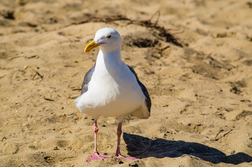 California Gull on the beach near Seaside, California
