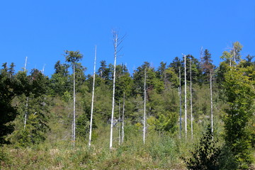 Fototapeta na wymiar Multiple tall trees with white bark without any leaves surrounded with dense grass and forest on clear blue sky background