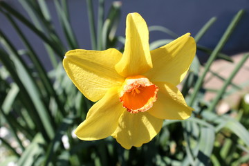 Narcissus or Daffodil or Daffadowndilly or Jonquil perennial herbaceous bulbiferous geophytes plant with bright yellow flower planted in local garden and surrounded with other plants on warm sunny spr