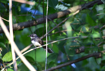 Obraz premium Mercury birds are on the branches.