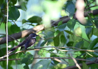 Mercury birds are on the branches.