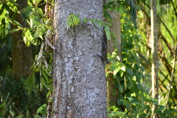Squirrel on a big tree