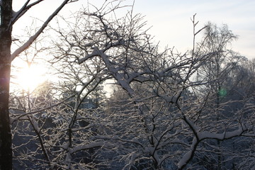 Winterwald mit schneebedeckte Bäume