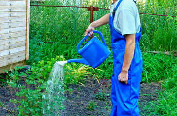 A man with a watering can, watering a plant.