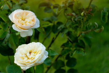 Two light yellow roses flower on tree.