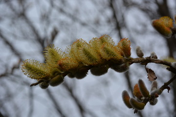 branch of willow
