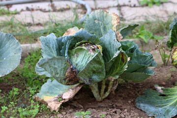 Old dark green Cabbage or Headed cabbage leafy green annual vegetable crop with withered and partially dried leaves growing in local garden surrounded with other plants and stone tiles on warm sunny d