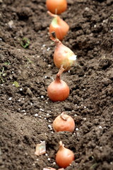 Onion or Allium cepa or Bulb onion or Common onion vegetable plant bulbs planted in a single row in moist soil of local garden on warm sunny day