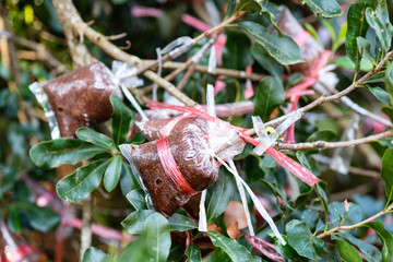 Grafting on macadamia nut tree branch, propagation of plant; agricultural technique