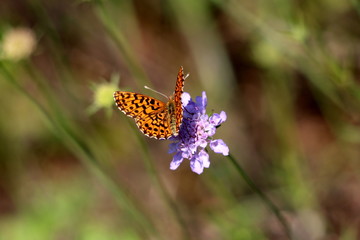Orange with black spots butterfly with open wings on top of violet flower surrounded with leaves and plants background in local garden on warm sunny day
