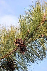 下から写した松ぼっくり