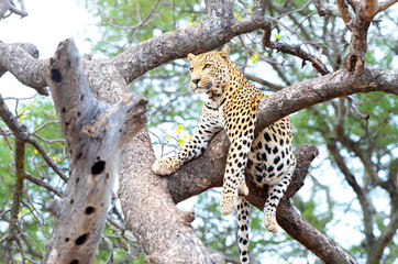 African Leopard, Panthera Pardus, resting in a tree. Big cat in Kruger National Park, South Africa - obrazy, fototapety, plakaty