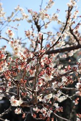 梅の木を撮りました