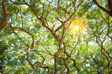 Tree branches background with light ray from the sun 