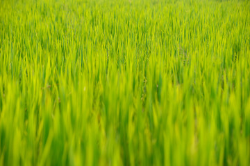 Green paddy or rice field background